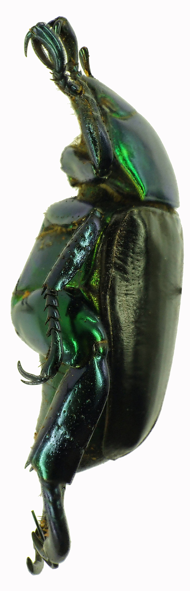 Pelidnota cyanitarsis 28521cz25.jpg
