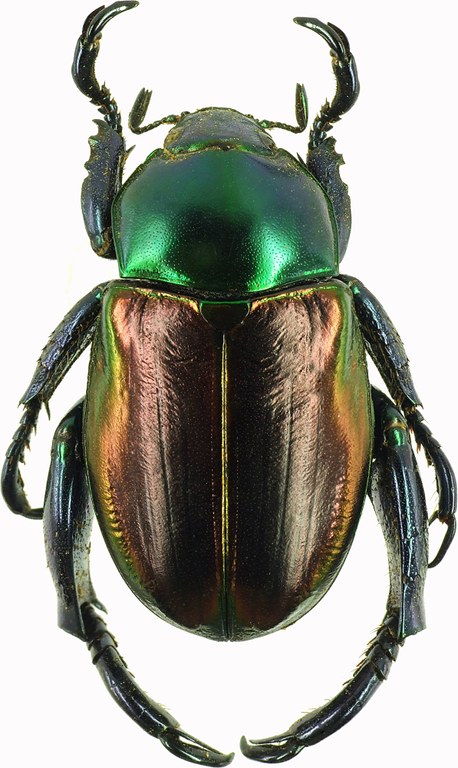 Pelidnota cyanitarsis 28526cz29.jpg Pelidnota cyanitarsis 28526cz29.jpg