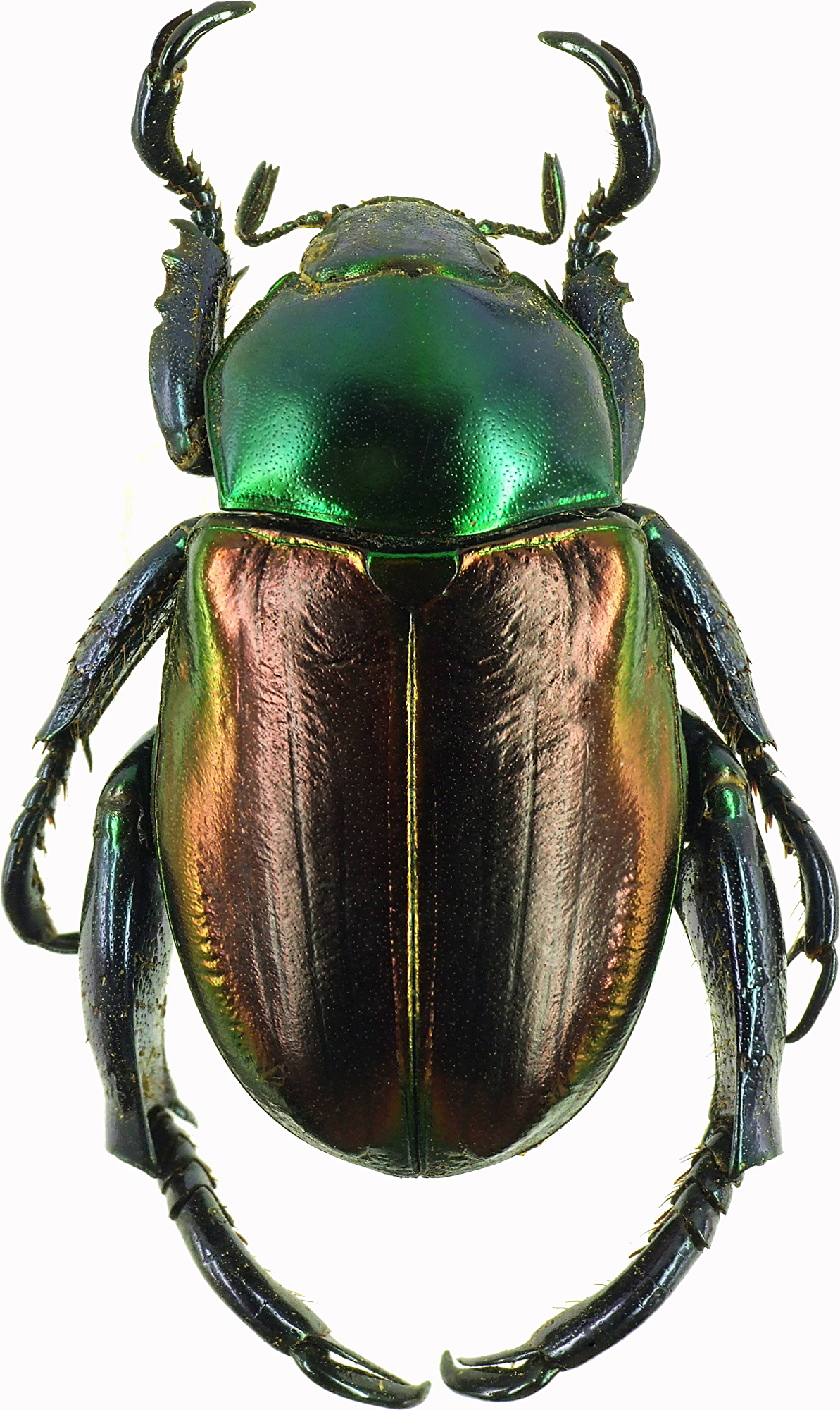 Pelidnota cyanitarsis 28526cz29.jpg