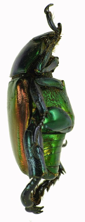 Pelidnota cyanitarsis 28530cz34.jpg Pelidnota cyanitarsis 28530cz34.jpg