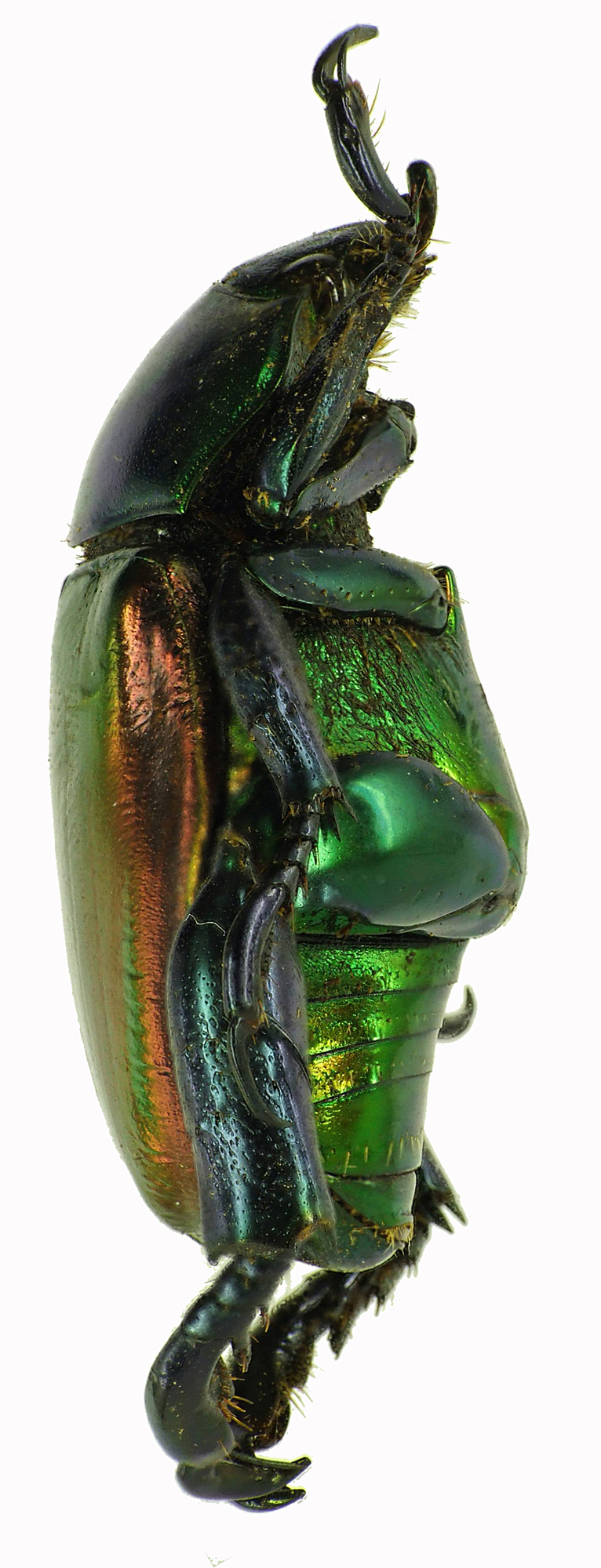 Pelidnota cyanitarsis 28530cz34.jpg
