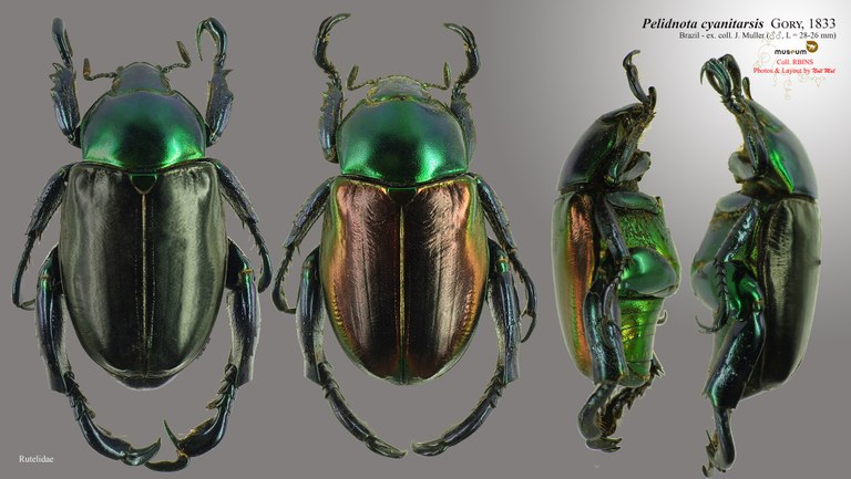 Pelidnota cyanitarsis.jpg Pelidnota cyanitarsis.jpg