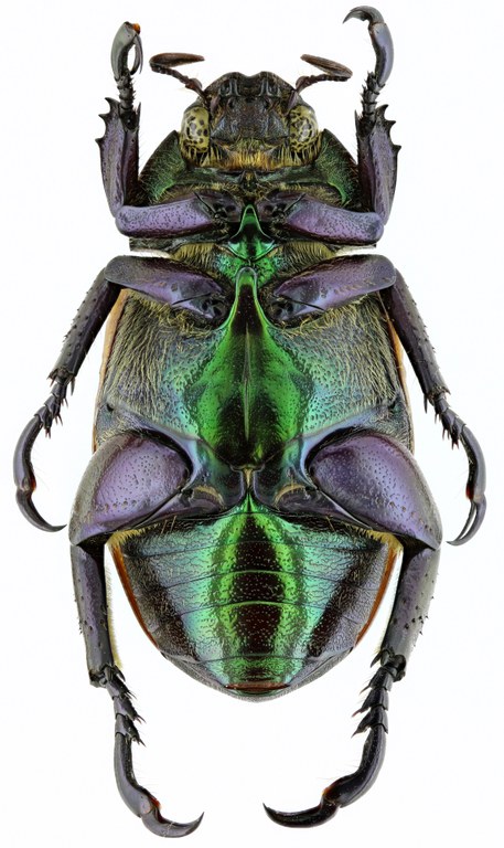 Pelidnota sanctijacobi 20875zs86.jpg Pelidnota sanctijacobi 20875zs86.jpg