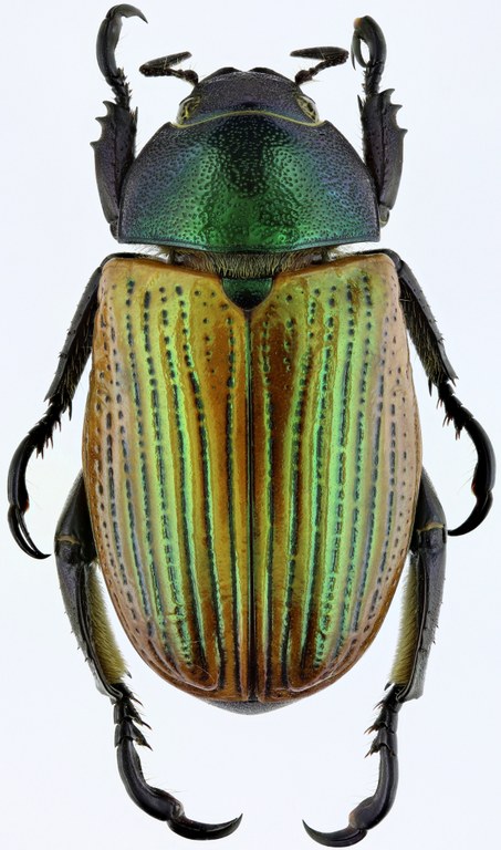 Pelidnota sanctijacobi 20887zs01.jpg Pelidnota sanctijacobi 20887zs01.jpg