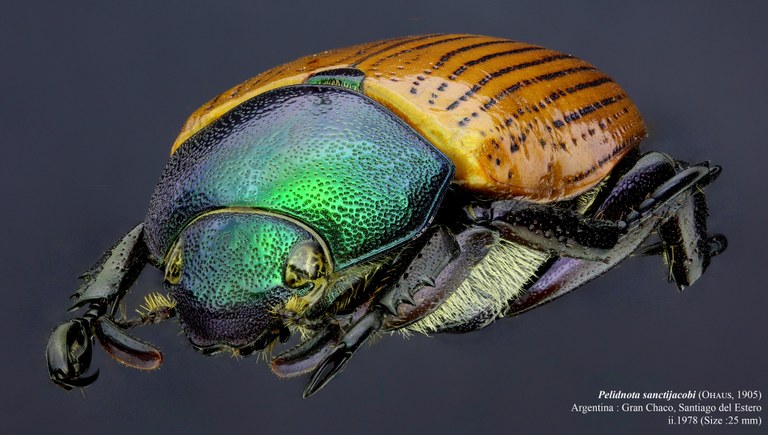 Pelidnota sanctijacobi 20923zs60.jpg Pelidnota sanctijacobi 20923zs60.jpg