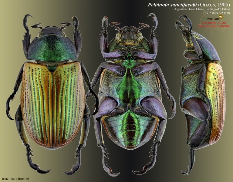 Pelidnota sanctijacobi.jpg Pelidnota sanctijacobi.jpg