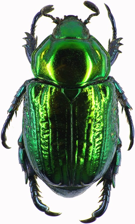 Pelidnota sumptuosa 28492cz95.jpg Pelidnota sumptuosa 28492cz95.jpg