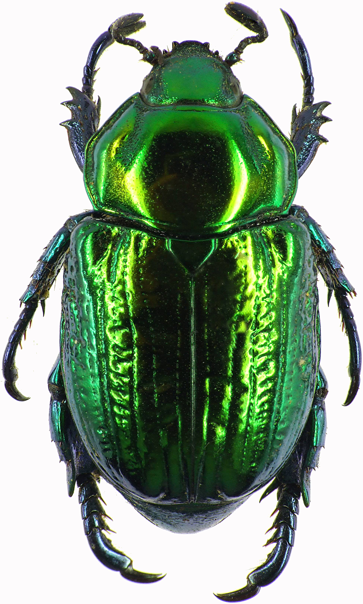 Pelidnota sumptuosa 28492cz95.jpg
