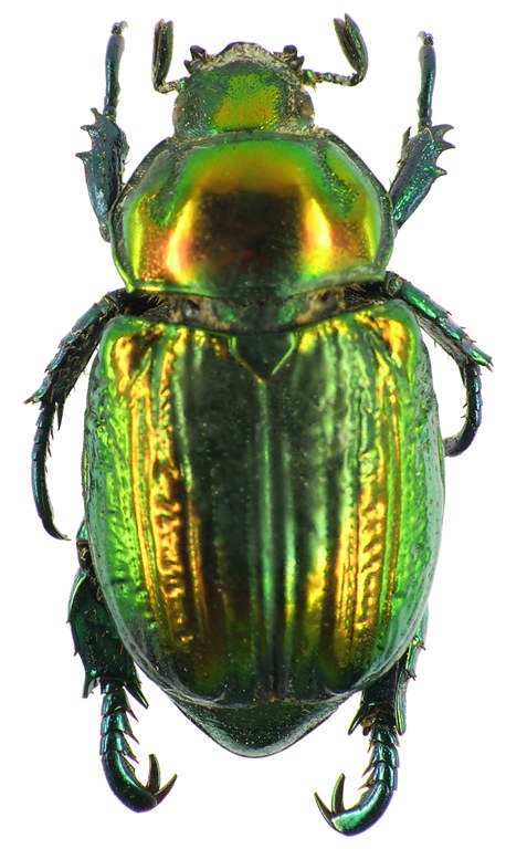 Pelidnota sumptuosa 28496cz99.jpg Pelidnota sumptuosa 28496cz99.jpg