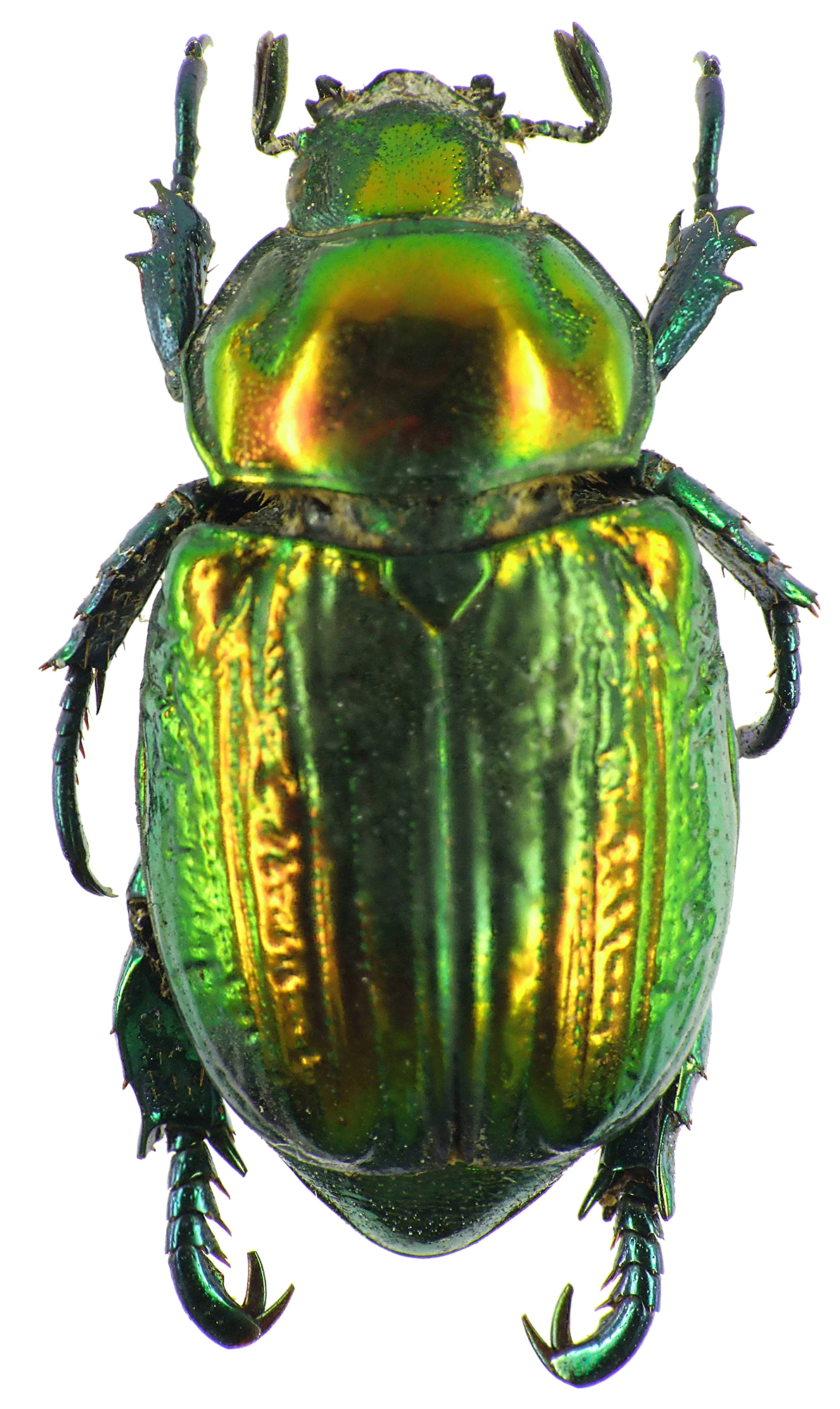 Pelidnota sumptuosa 28496cz99.jpg