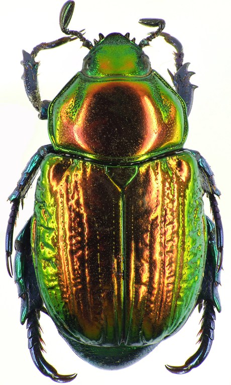 Pelidnota sumptuosa 28500cz03.jpg Pelidnota sumptuosa 28500cz03.jpg