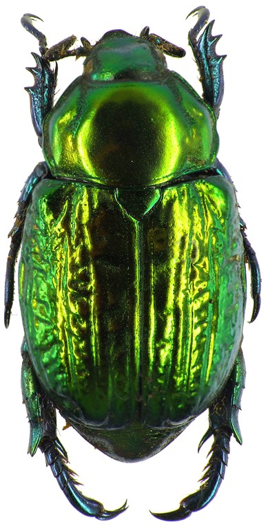 Pelidnota sumptuosa 28504cz07.jpg