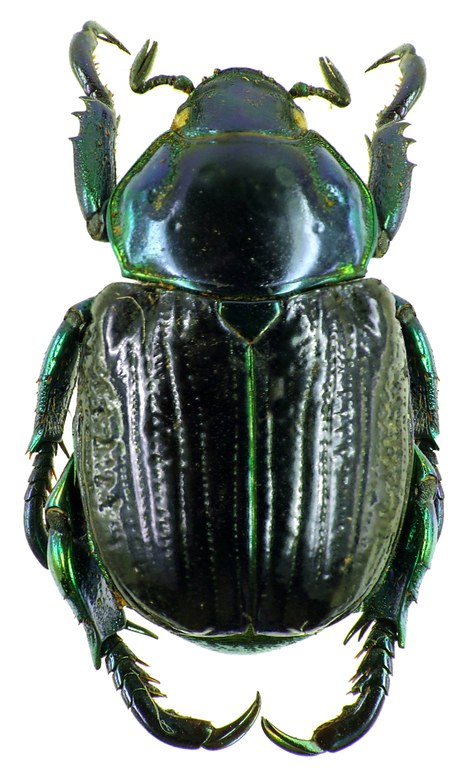 Pelidnota sumptuosa 28508cz12.jpg Pelidnota sumptuosa 28508cz12.jpg