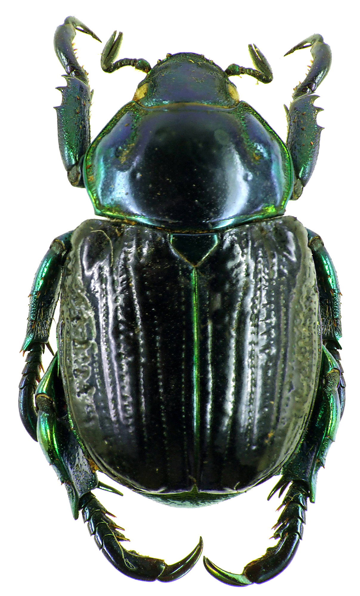 Pelidnota sumptuosa 28508cz12.jpg