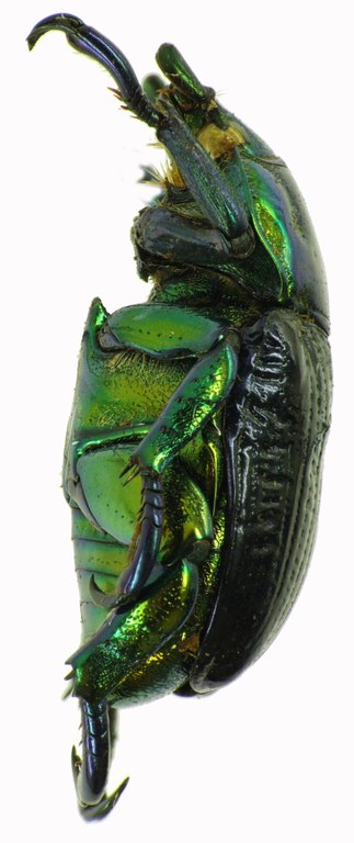 Pelidnota sumptuosa 28513cz16.jpg Pelidnota sumptuosa 28513cz16.jpg