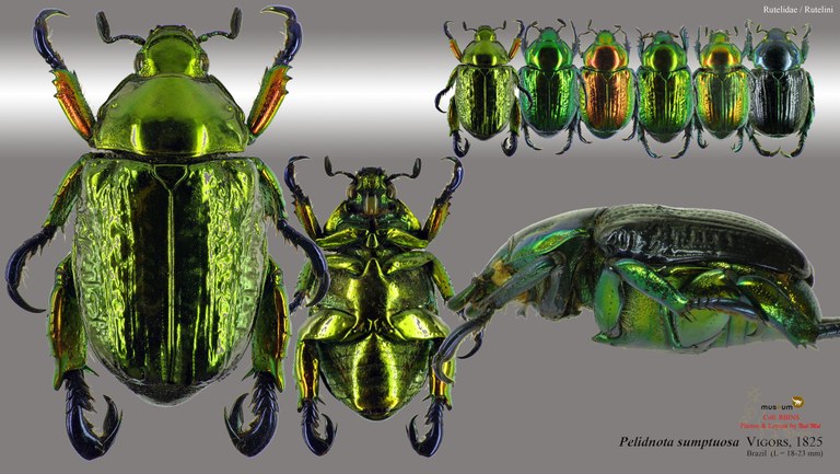 Pelidnota sumptuosa.jpg Pelidnota sumptuosa.jpg