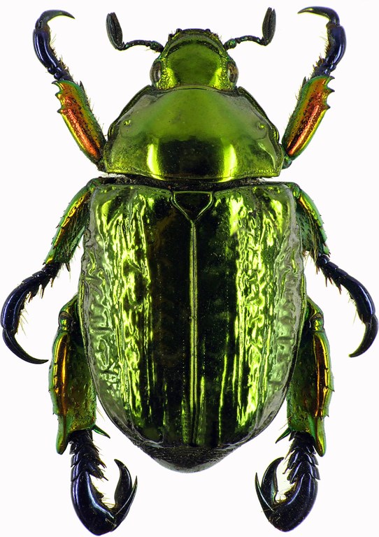 Pelidnota sumptuosa 28443cz47.jpg Pelidnota sumptuosa 28443cz47.jpg