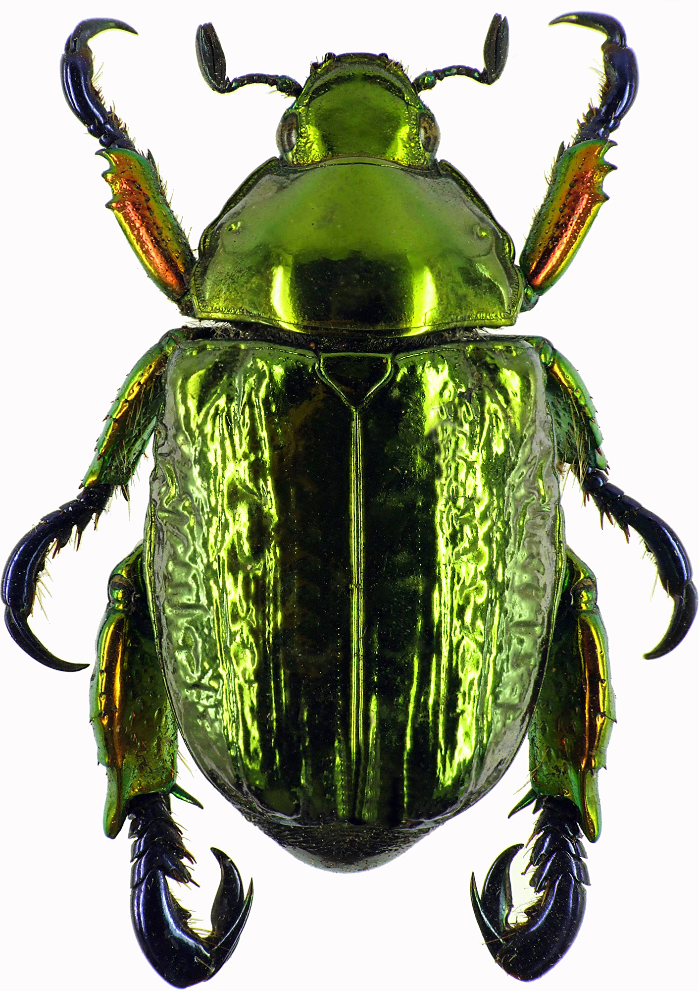 Pelidnota sumptuosa 28443cz47.jpg