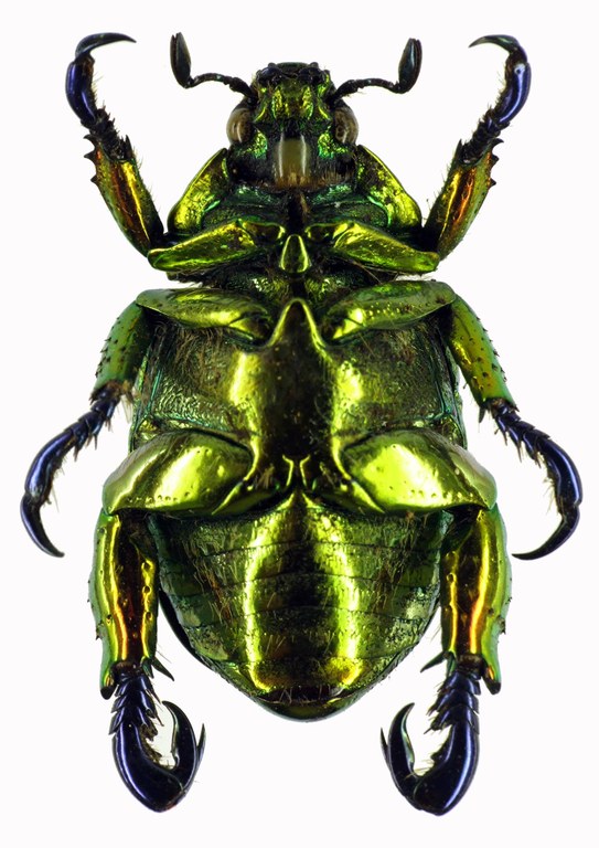 Pelidnota sumptuosa 28448cz51.jpg Pelidnota sumptuosa 28448cz51.jpg