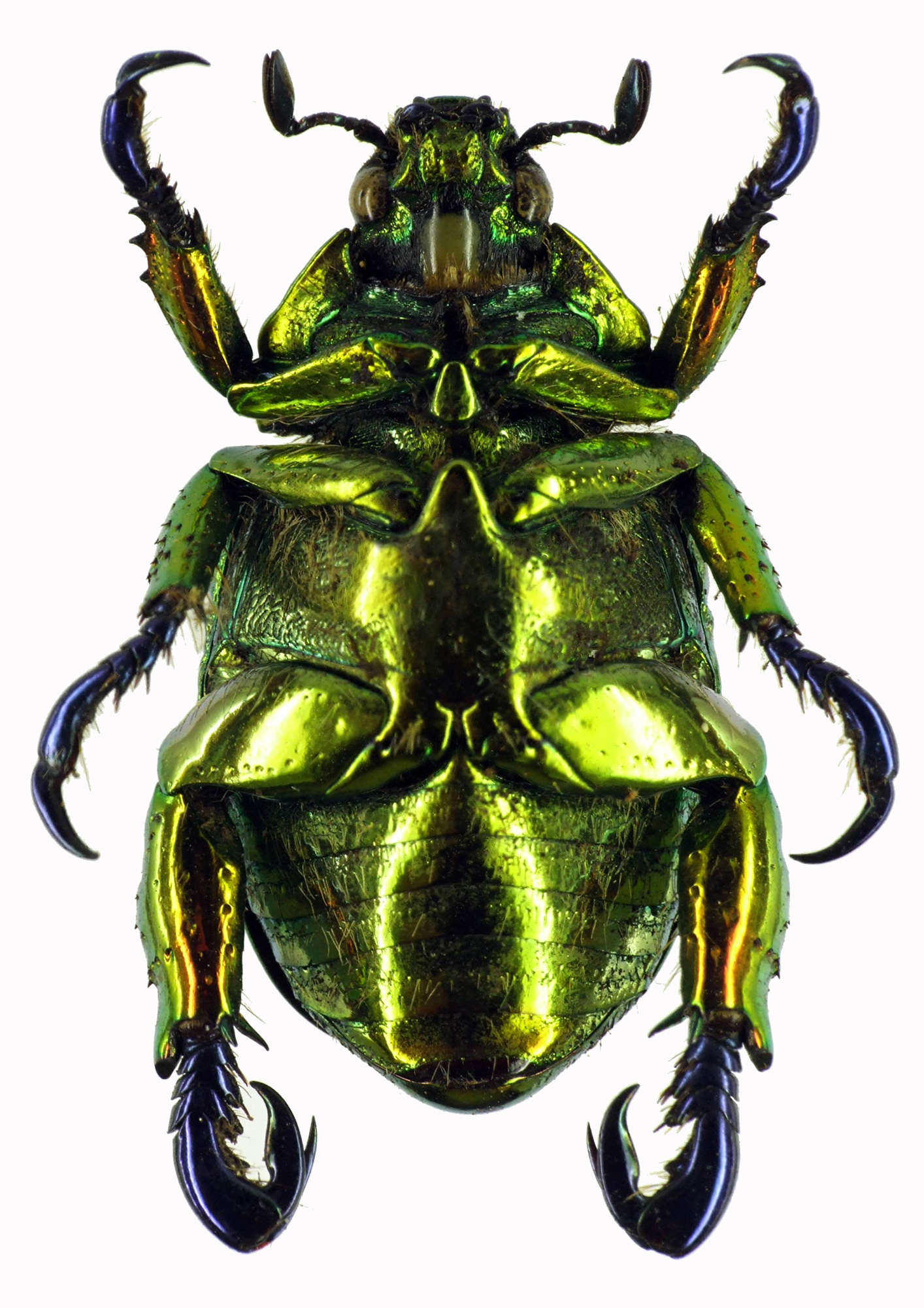 Pelidnota sumptuosa 28448cz51.jpg