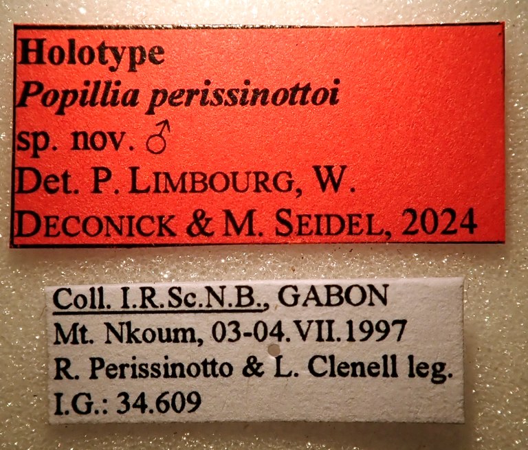 Popillia perissinottoi Ht labels