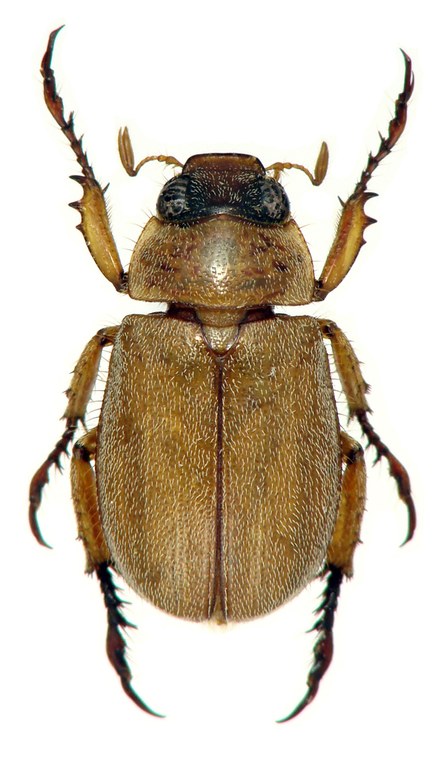 Prodoretus nathani ht M D.jpg Prodoretus nathani ht M D.jpg