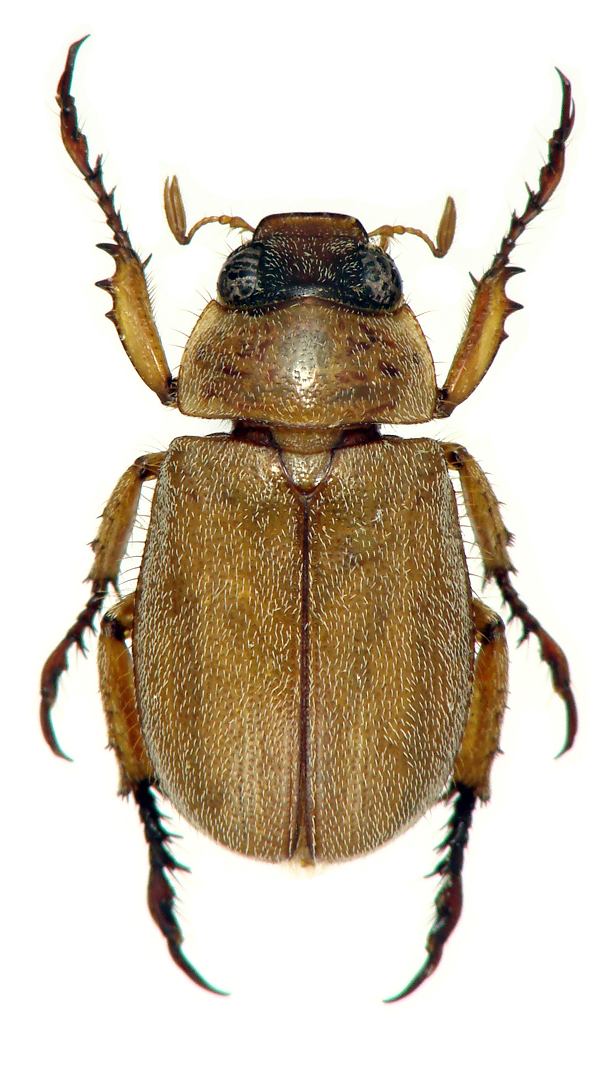 Prodoretus nathani ht M D.jpg