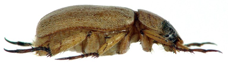 Prodoretus nathani ht M L.jpg Prodoretus nathani ht M L.jpg
