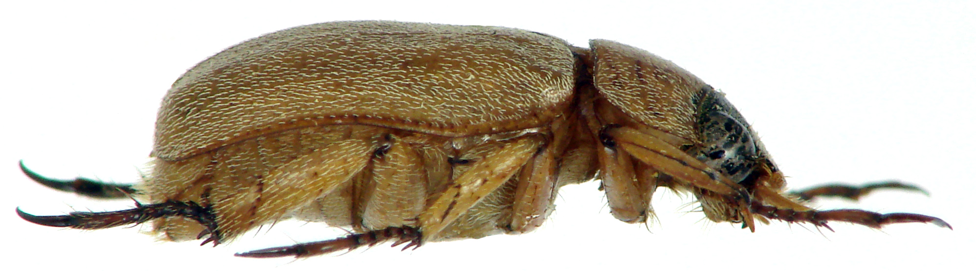Prodoretus nathani ht M L.jpg