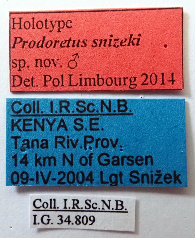 Prodoretus snizeki Ht labels Prodoretus snizeki Ht labels