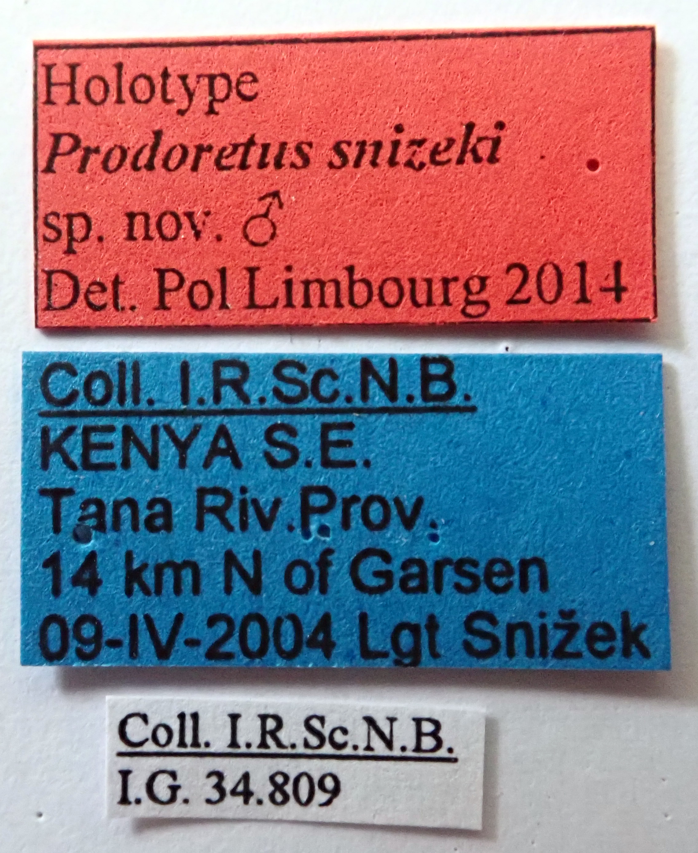 Prodoretus snizeki Ht labels