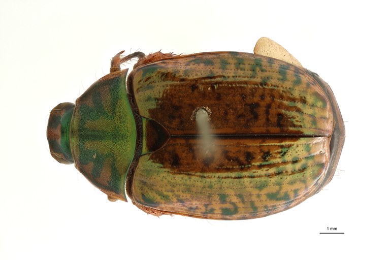 Spilota burmeisteri t F D ZS PMax Scaled.jpeg Spilota burmeisteri t F D ZS PMax Scaled.jpeg