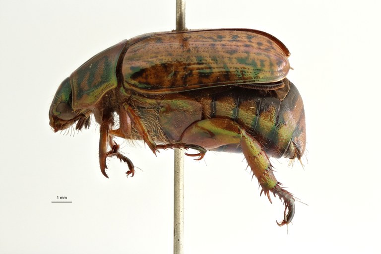 Spilota burmeisteri t F L ZS PMax Scaled.jpeg Spilota burmeisteri t F L ZS PMax Scaled.jpeg