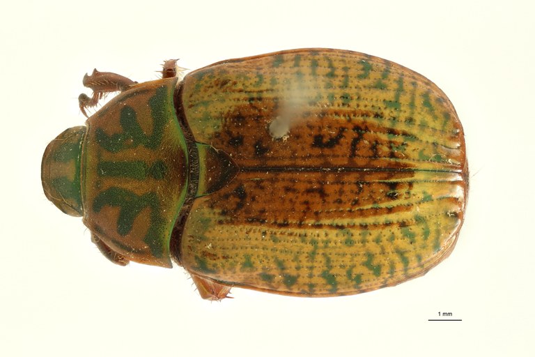 Spilota burmeisteri t M D ZS PMax Scaled.jpeg Spilota burmeisteri t M D ZS PMax Scaled.jpeg