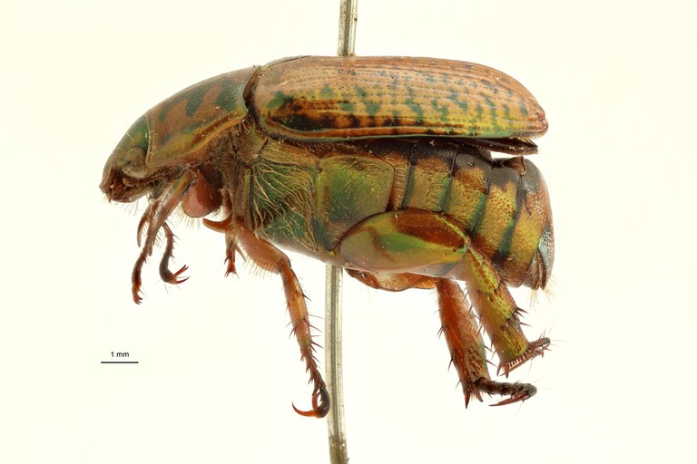Spilota burmeisteri t M L ZS PMax Scaled.jpeg Spilota burmeisteri t M L ZS PMax Scaled.jpeg