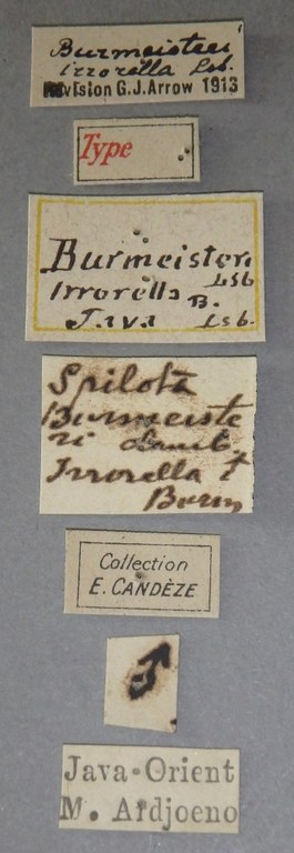 Spilota burmeisteri t M Lb.jpg Spilota burmeisteri t M Lb.jpg