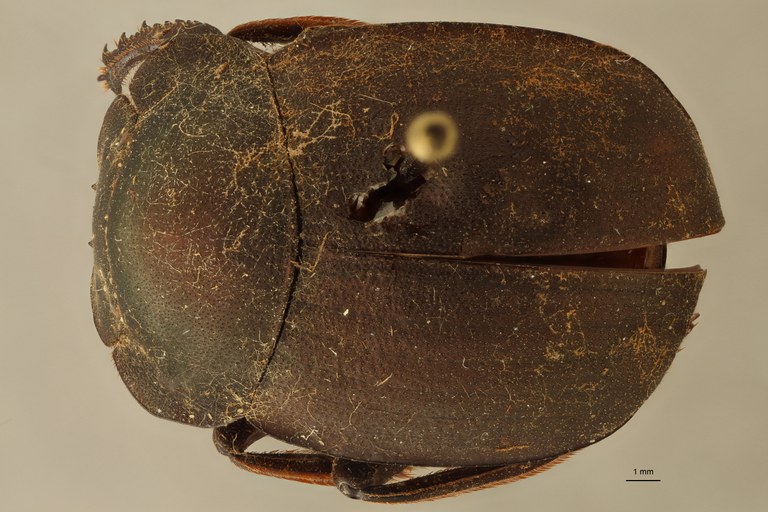 Anachalcos suturalis pt D ZS PMax.jpg Anachalcos suturalis pt D ZS PMax.jpg