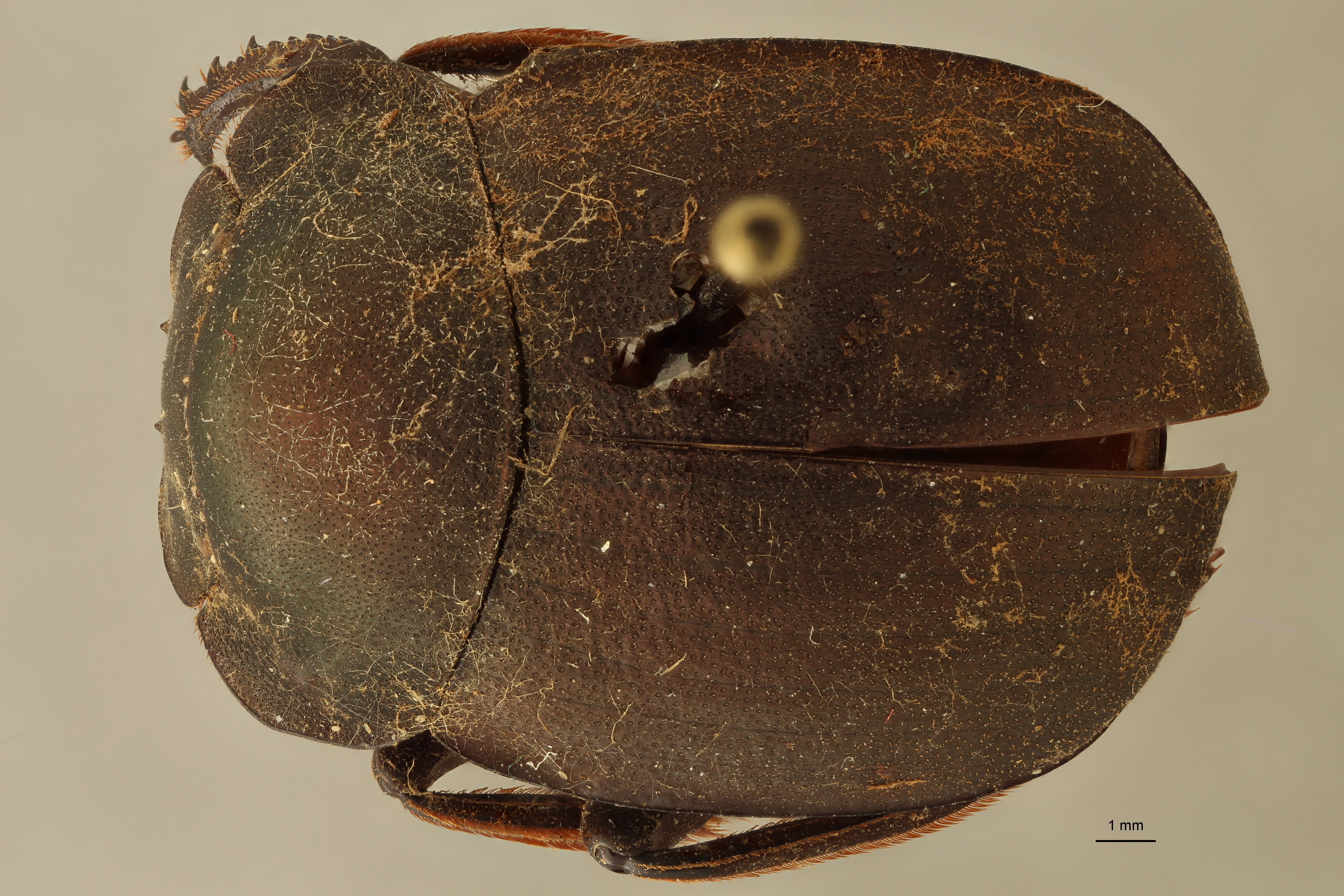 Anachalcos suturalis pt D ZS PMax.jpg