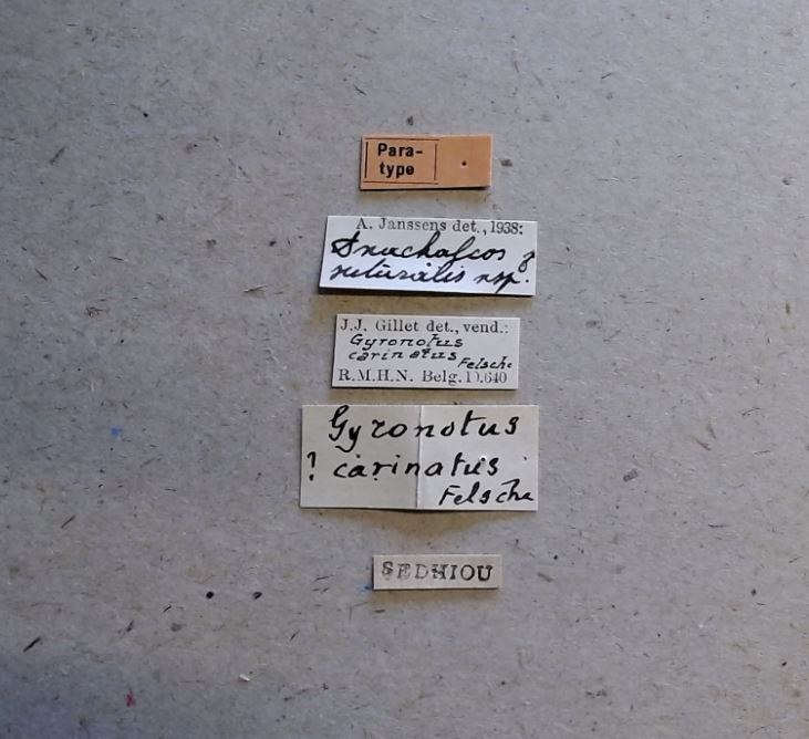 Anachalcos suturalis pt Labels.jpg Anachalcos suturalis pt Labels.jpg