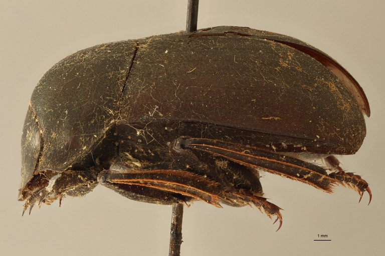 Anachalcos suturalis pt L ZS PMax.jpg Anachalcos suturalis pt L ZS PMax.jpg