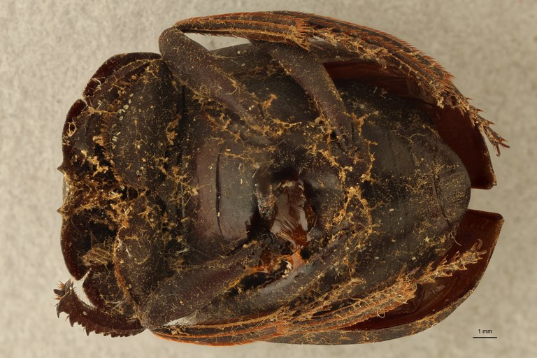 Anachalcos suturalis pt V ZS PMax.jpg Anachalcos suturalis pt V ZS PMax.jpg