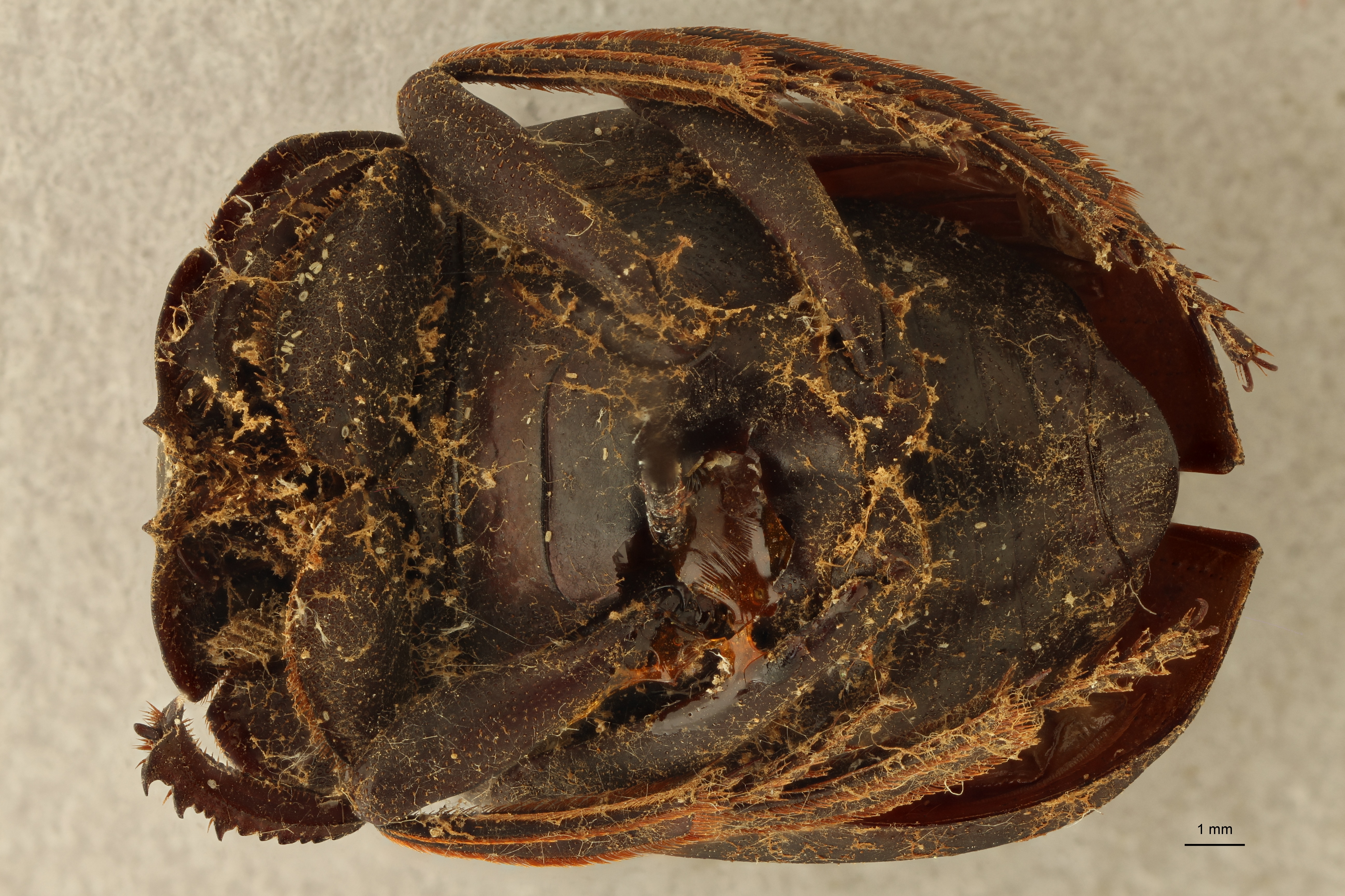 Anachalcos suturalis pt V ZS PMax.jpg