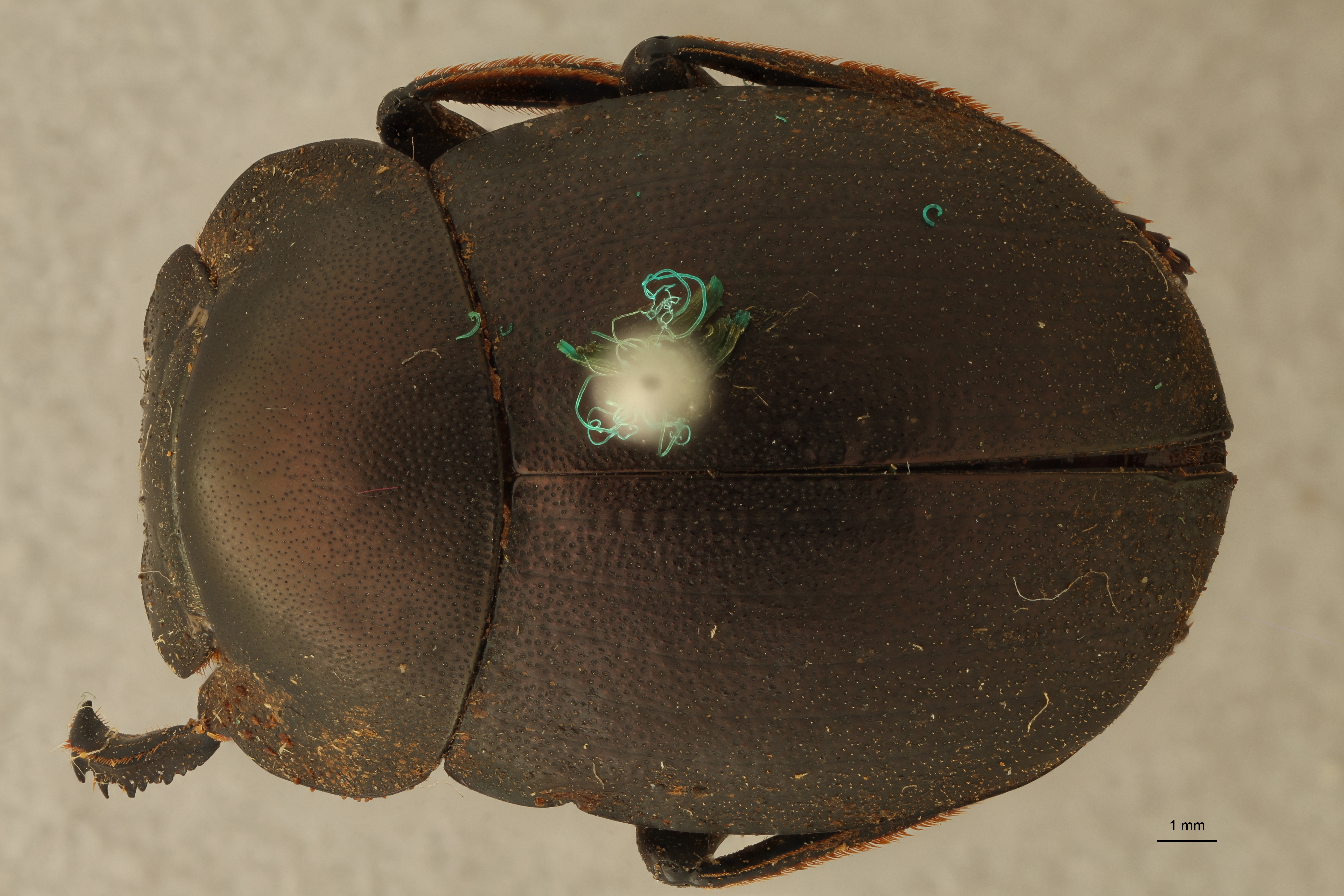 Anachalcos suturalis pt D ZS PMax.jpg