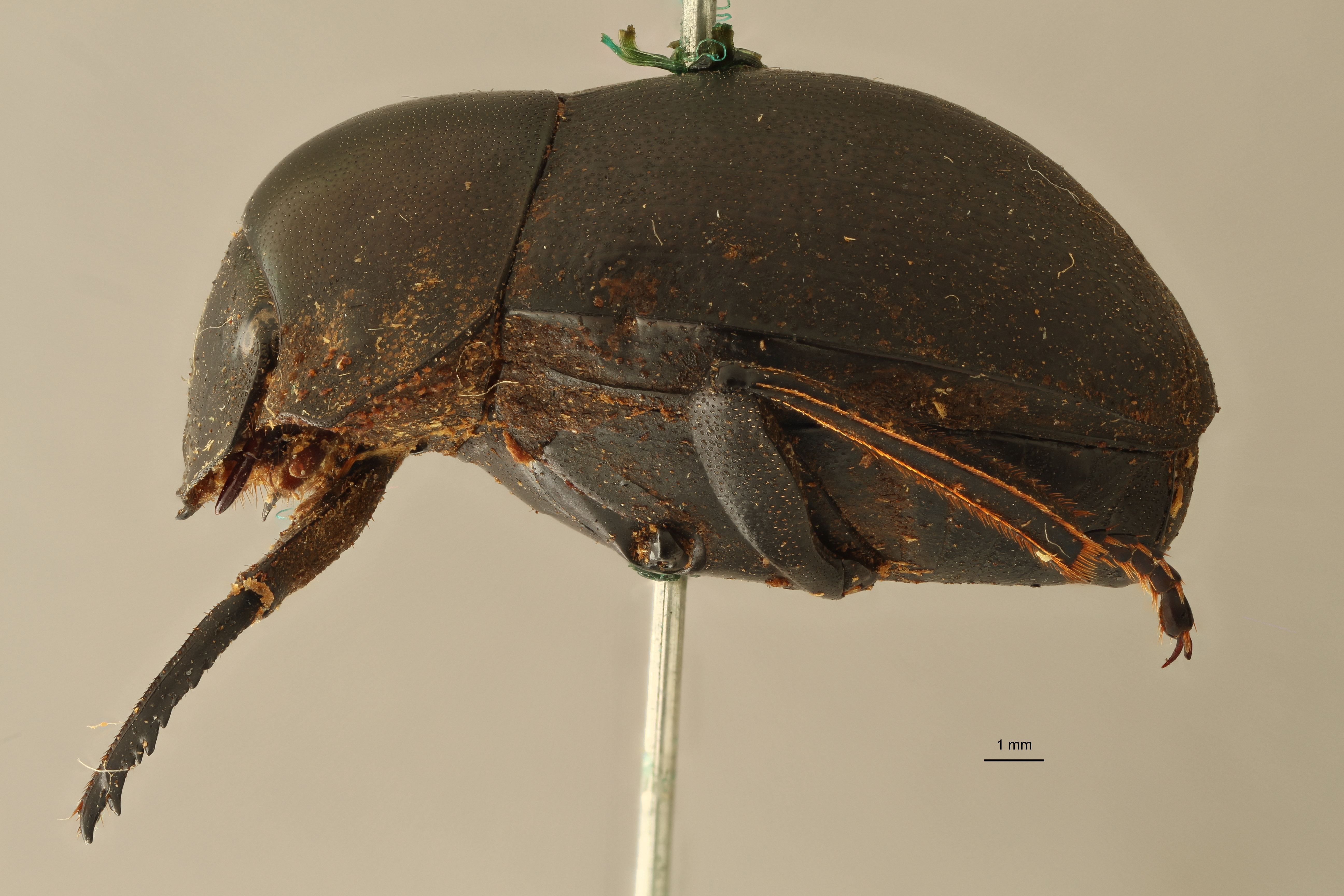 Anachalcos suturalis pt L ZS PMax.jpg