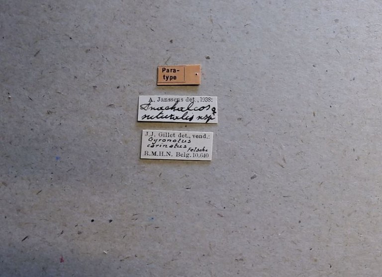 Anachalcos suturalis pt Labels.jpg