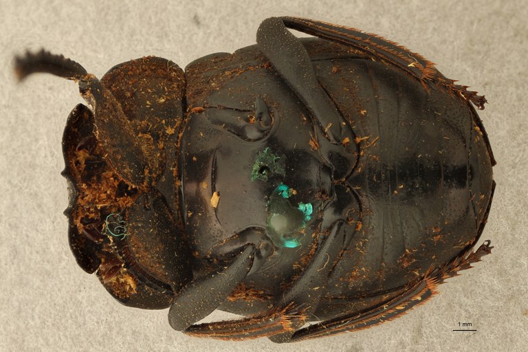 Anachalcos suturalis pt V ZS PMax.jpg