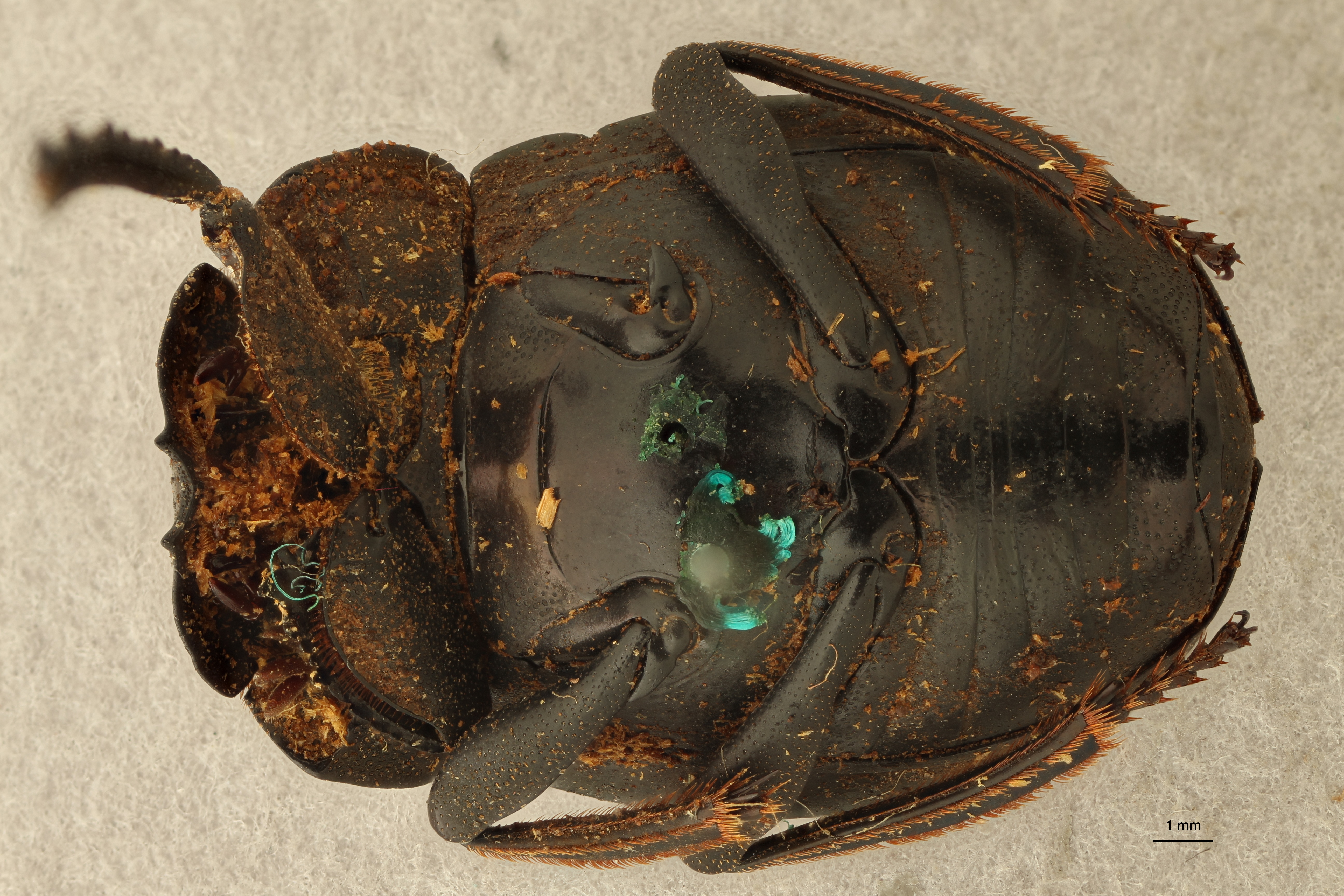 Anachalcos suturalis pt V ZS PMax.jpg