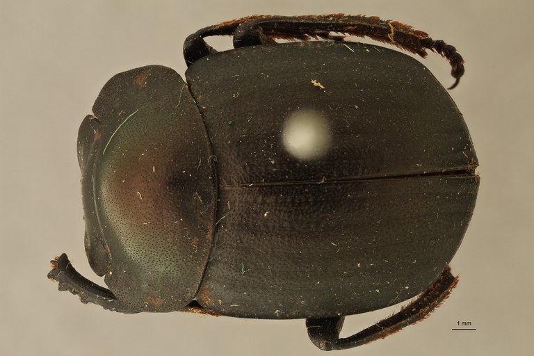 Anachalcos suturalis t D ZS PMax.jpg