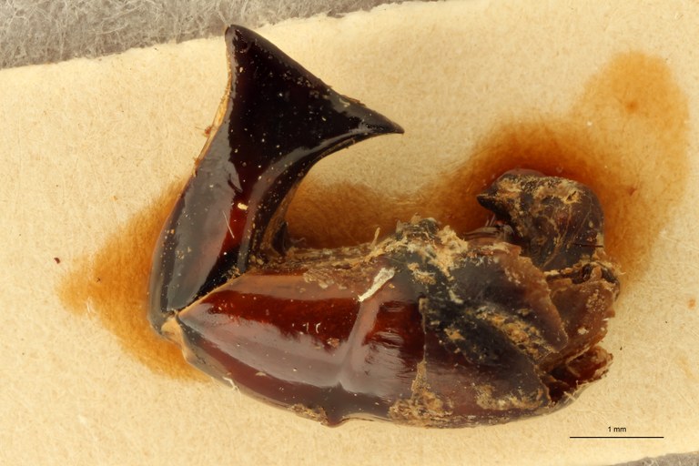 Anachalcos suturalis t Dge ZS PMax.jpg