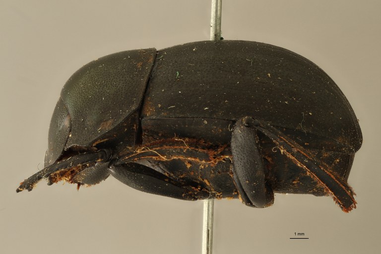 Anachalcos suturalis t L ZS PMax.jpg